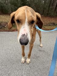 Found/Stray Male Dog last seen Croatan National Forest, Durham, NC 27704