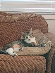 Lost Male Cat last seen McCartney Road, Youngstown, OH 44505