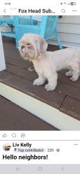 Found/Stray Male Dog last seen Great Meadows Drive, Mechanicsville, VA 23116
