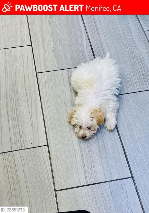 Lost Male Dog last seen Marne Way, Menifee, CA 92584