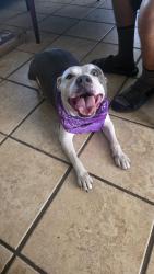 Found/Stray Female Dog last seen 4th Ave N and Federal Highway in Lake Worth Beach, Lake Worth Beach, FL 33460
