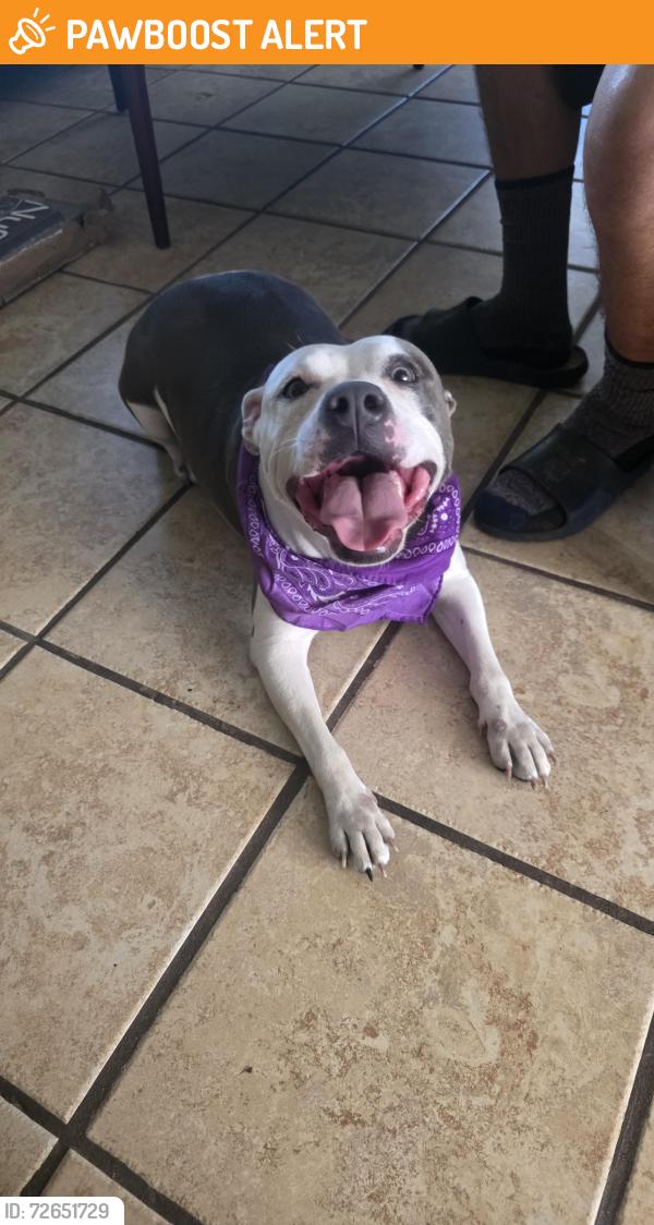 Found/Stray Female Dog last seen 4th Ave N and Federal Highway in Lake Worth Beach, Lake Worth Beach, FL 33460