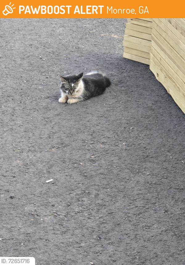 Found/Stray Unknown Cat last seen Cedar Ridge Rd, Monroe, GA 30656