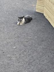 Found/Stray Unknown Cat last seen Cedar Ridge Rd, Monroe, GA 30656