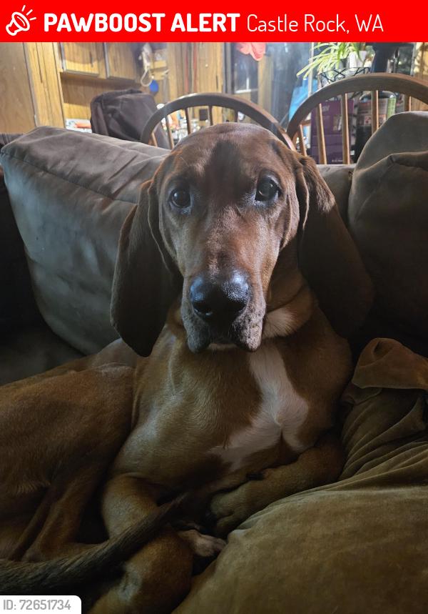 Lost Male Dog last seen Ph10, Castle Rock, WA 98611