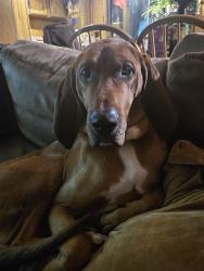 Lost Male Dog last seen Ph10, Castle Rock, WA 98611