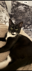 Lost Male Cat last seen Sacred heart school, Wythenshawe, England M23