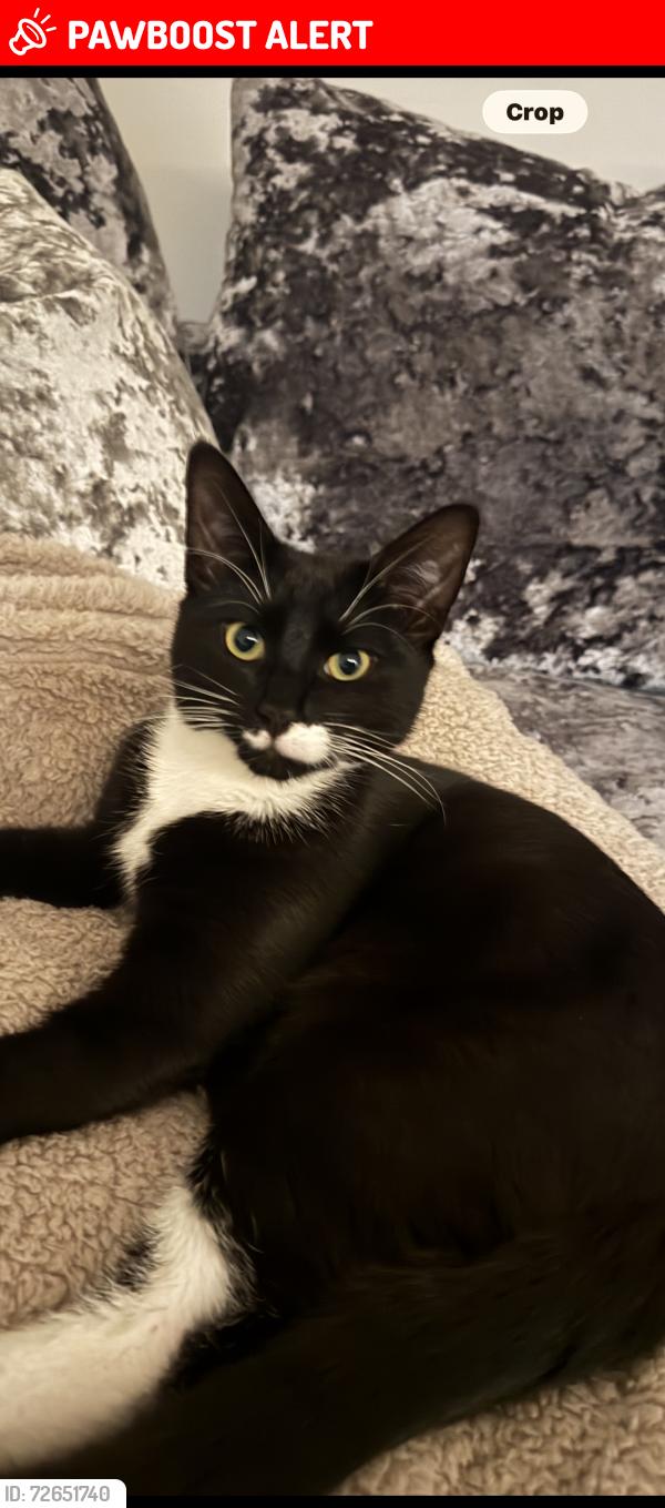 Lost Male Cat last seen Sacred heart school, Wythenshawe, England M23