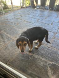 Found/Stray Female Dog last seen Across from Jax on 15, Buckingham County, VA 23123