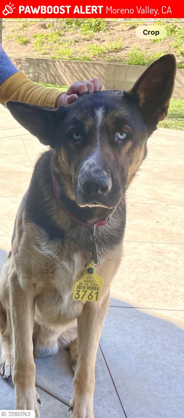 Lost Male Dog last seen Dracaea and Perris , Moreno Valley, CA 92551