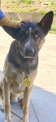 Lost Male Dog last seen Dracaea and Perris , Moreno Valley, CA 92551