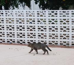 Found/Stray Male Cat last seen Canterbury and Thunderbird, Phoenix, AZ 85022