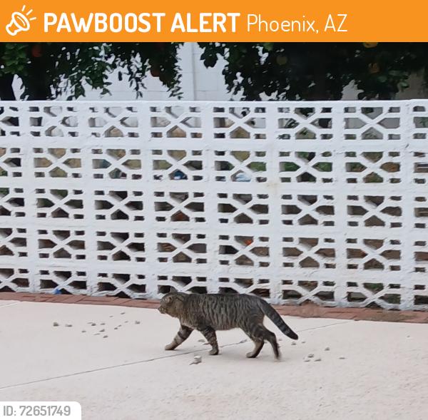 Found/Stray Male Cat last seen Canterbury and Thunderbird, Phoenix, AZ 85022