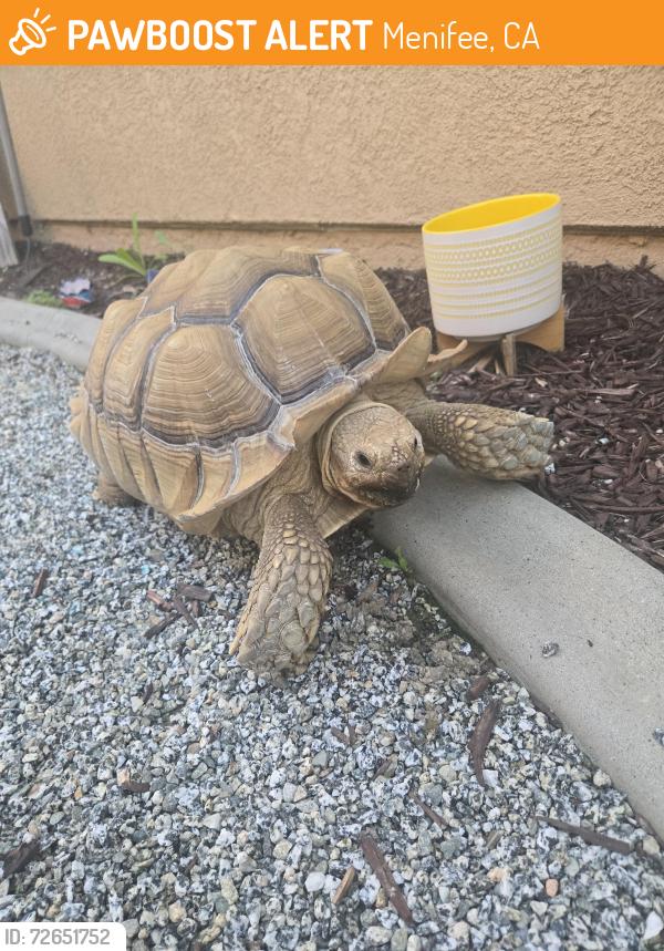 Found/Stray Unknown Reptile last seen Bridgewater , Menifee, CA 92584