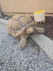 Found/Stray Unknown Reptile last seen Bridgewater , Menifee, CA 92584