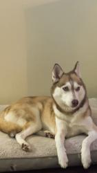 Lost Female Dog last seen 4566A tarpon bay , Myrtle Beach, SC 29579