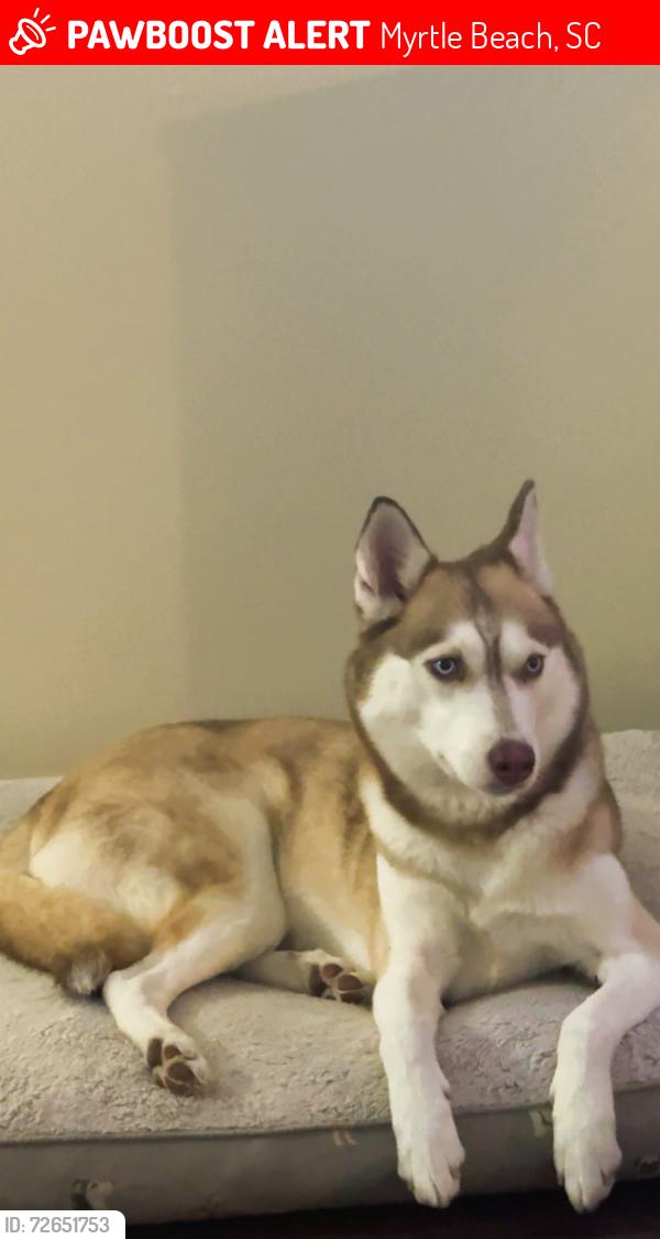 Lost Female Dog last seen 4566A tarpon bay , Myrtle Beach, SC 29579