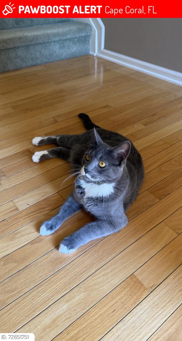 Lost Male Cat last seen nw 28th pl & diplomat pkwy w , Cape Coral, FL 33993