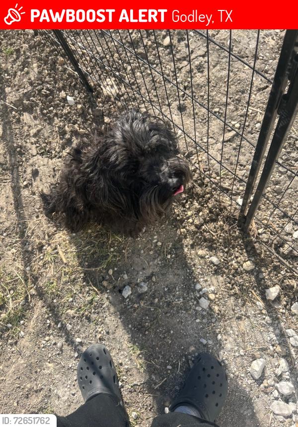 Lost Male Dog last seen Near Nolan Ranch Loop, Godley, TX 76044