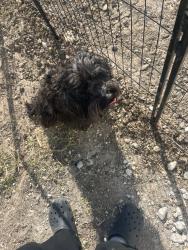 Lost Male Dog last seen Near Nolan Ranch Loop, Godley, TX 76044