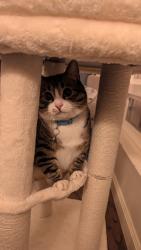 Lost Male Cat last seen Mountainside Dr Sw, Issaquah, WA 98027