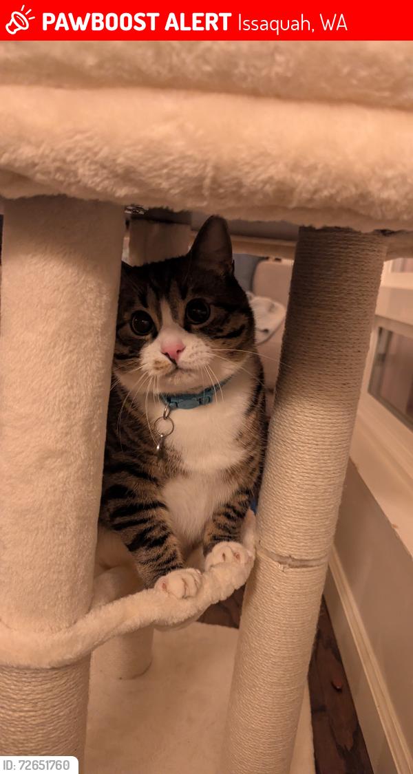 Lost Male Cat last seen Mountainside Dr Sw, Issaquah, WA 98027