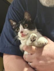 Found/Stray Female Cat last seen Oak briar, San Antonio, TX 78232