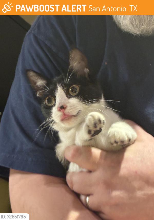 Found/Stray Female Cat last seen Oak briar, San Antonio, TX 78232