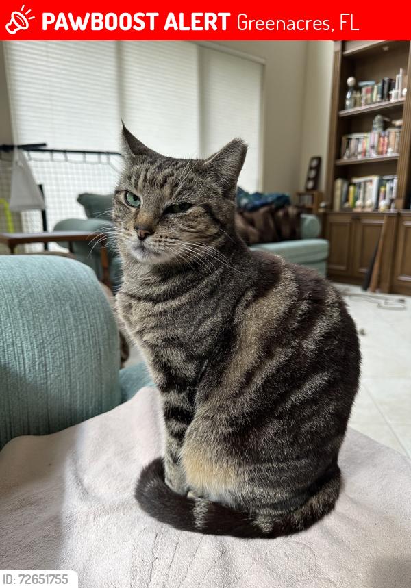 Lost Female Cat last seen Jog Road & Lake Worth Road by the Animal hosp & the Post Office, Greenacres, FL 33467