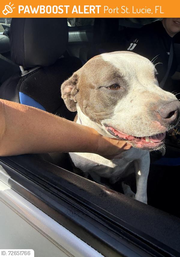 Found/Stray Male Dog last seen Savona/Becker, Port St. Lucie, FL 34953