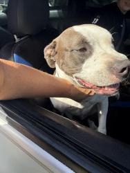 Found/Stray Male Dog last seen Savona/Becker, Port St. Lucie, FL 34953