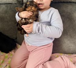 Lost Female Dog last seen Near juniper st Smithfield , Smithfield, UT 84335