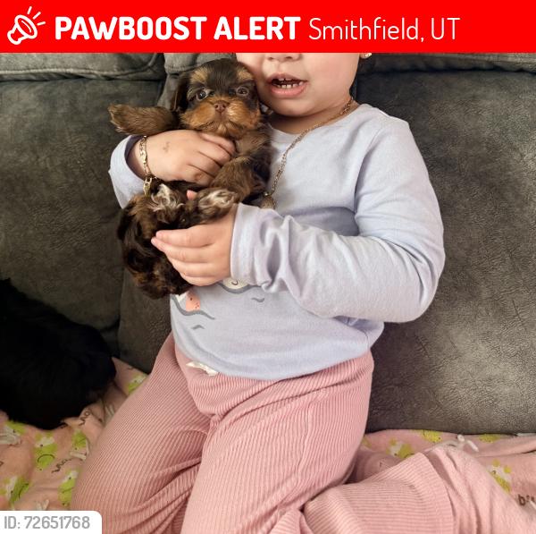 Lost Female Dog last seen Near juniper st Smithfield , Smithfield, UT 84335