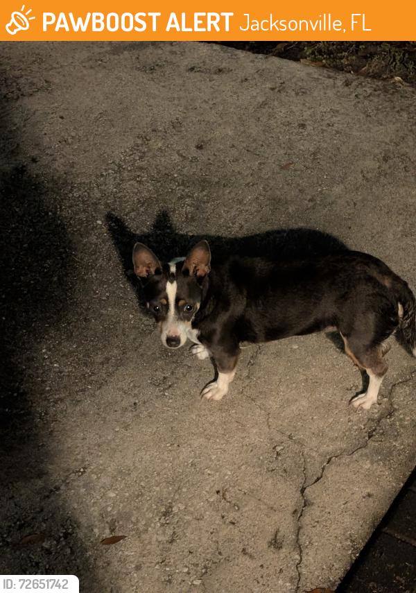 Found/Stray Female Dog last seen Lone Star Rd and Townsend Rd , Jacksonville, FL 32211