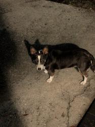 Found/Stray Female Dog last seen Lone Star Rd and Townsend Rd , Jacksonville, FL 32211
