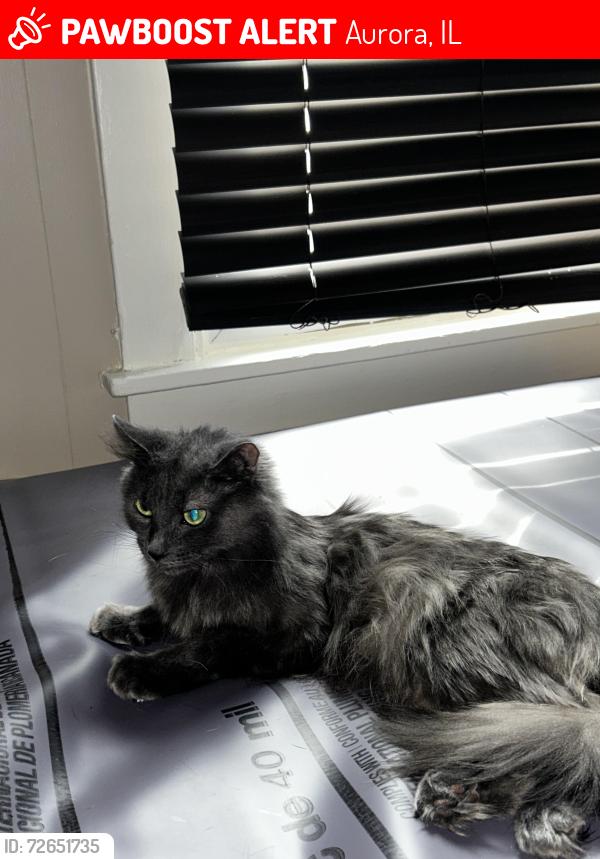 Lost Female Cat last seen South loucks st aurora il, Aurora, IL 60505
