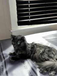 Lost Female Cat last seen South loucks st aurora il, Aurora, IL 60505