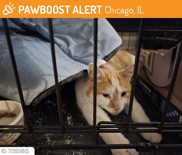 Found/Stray Unknown Cat last seen W North Ave and N Central Ave, Chicago, IL 60651