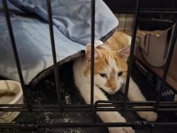 Found/Stray Unknown Cat last seen W North Ave and N Central Ave, Chicago, IL 60651