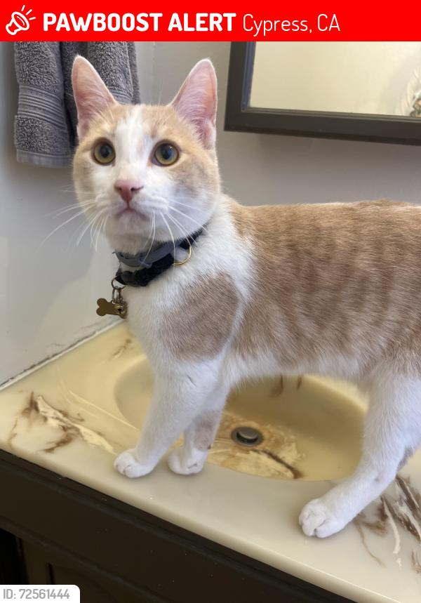Lost Male Cat last seen Ponder st and Marion ave, Cypress, CA 90630