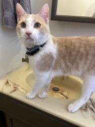 Lost Male Cat last seen Ponder st and Marion ave, Cypress, CA 90630