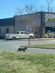 Found/Stray Unknown Dog last seen Dollar general, Gastonia, NC 28052