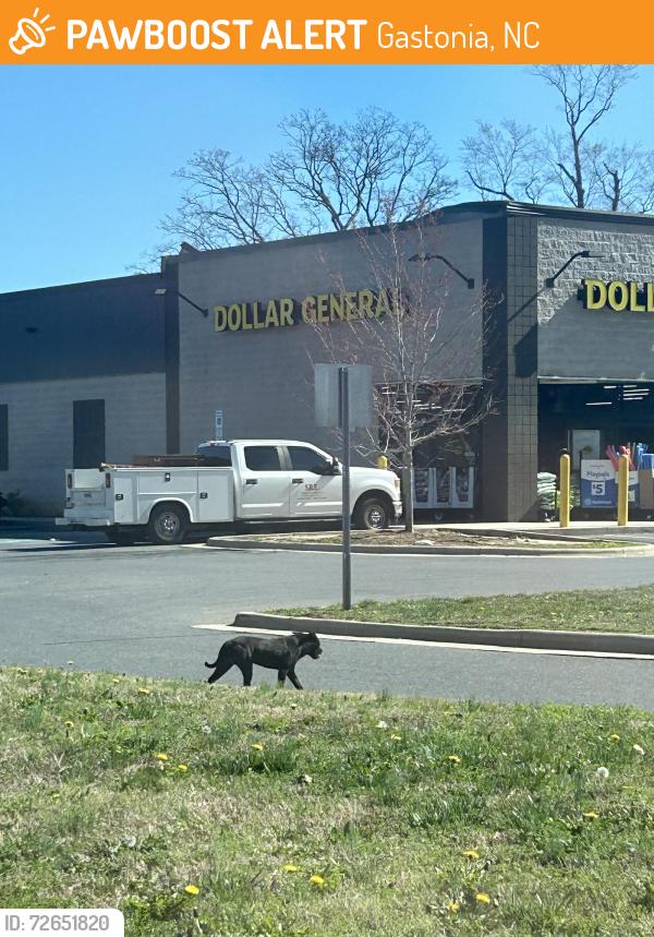 Found/Stray Unknown Dog last seen Dollar general, Gastonia, NC 28052