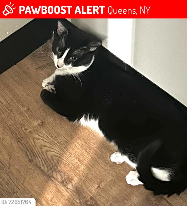 Lost Male Cat last seen 37th street between Sman Ave & Queens Blvd, Queens, NY 11101