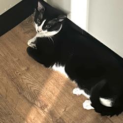 Lost Male Cat last seen 37th street between Sman Ave & Queens Blvd, Queens, NY 11101