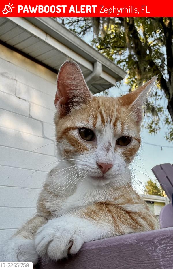 Lost Male Cat last seen 19th Street and 12th Ave , Zephyrhills, FL 33542