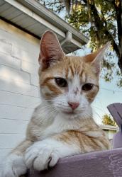 Lost Male Cat last seen 19th Street and 12th Ave , Zephyrhills, FL 33542