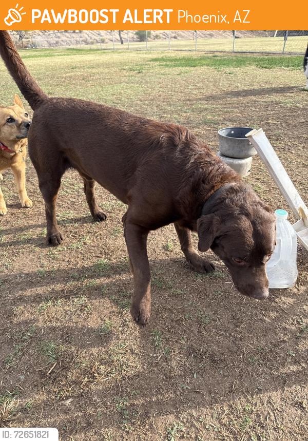 Found/Stray Male Dog last seen Grover’s dog park, Phoenix, AZ 85022