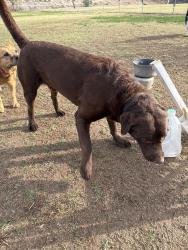 Found/Stray Male Dog last seen Grover’s dog park, Phoenix, AZ 85022