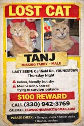 Lost Male Cat last seen Schenley, Youngstown, OH 44511